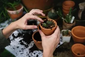 Troc de plantes et boutures - atelier jardin sur balcon jardinage