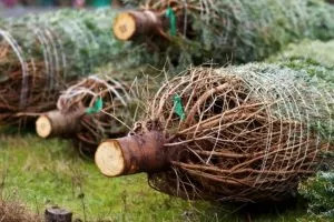 photo sapins de Noël